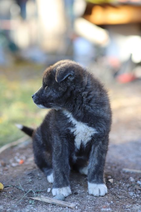 Puiut Akita Inu brindle mascul