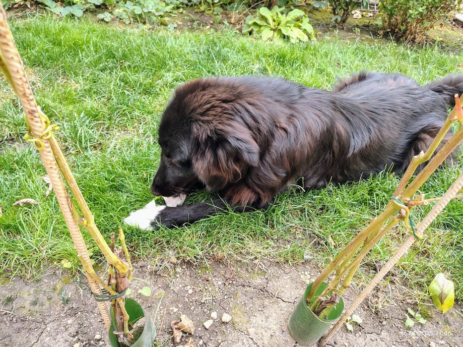 Caine spre adopție