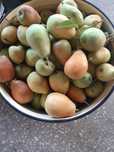 Груши вкусные, сладкие , сочные