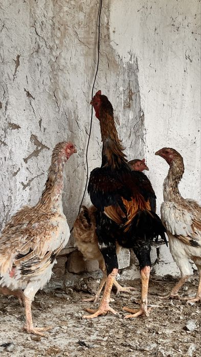 horoz 500ming 4,300kg tovuqla 350ming 3kg kelishiladi tovuqlaram