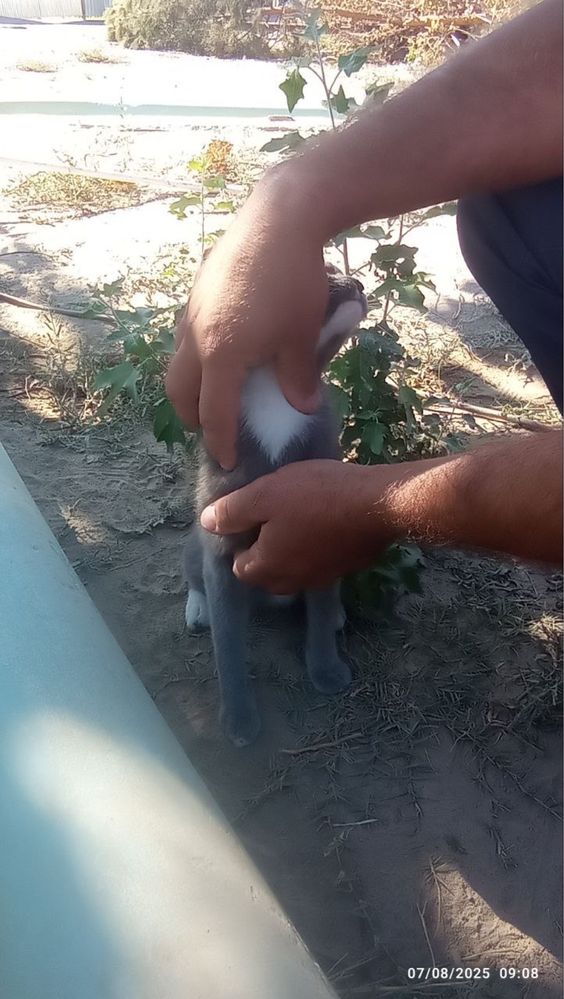 Mushuk chiroyli kõk oq shiringina beozor yosh yoshlikdan mehr bn katta