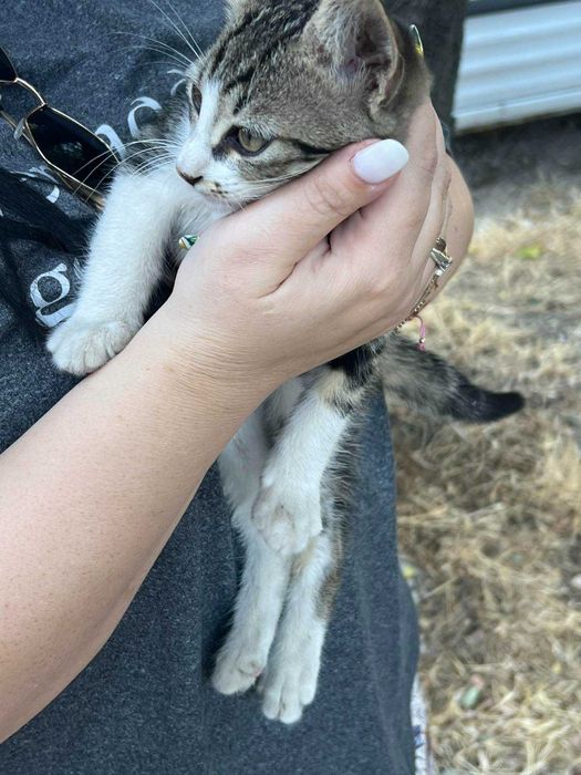 Котенца търсещи дом