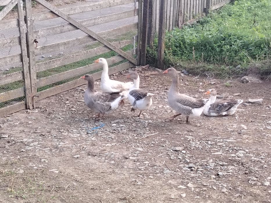 Gâște tinere de vânzare