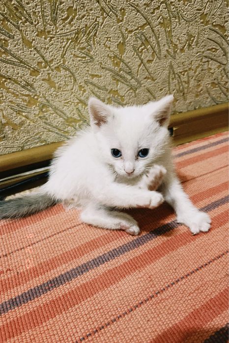 Белый котенок с голубыми глазами
