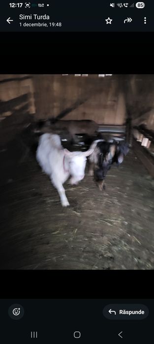 De vânzare o capră si un țap, sunt tineri, cei interesați pot să vină