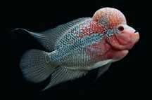 Продам флауэрхорн (Flowerhorn) — 18 см, яркий, здоровый, активный!