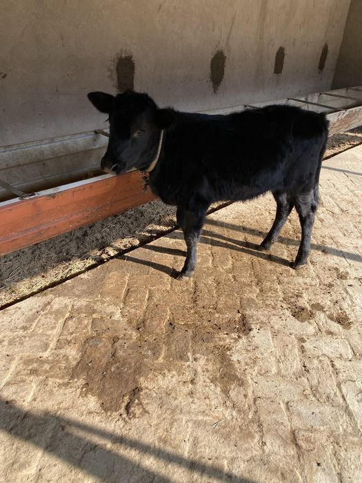 gʻunojincha sotiladi