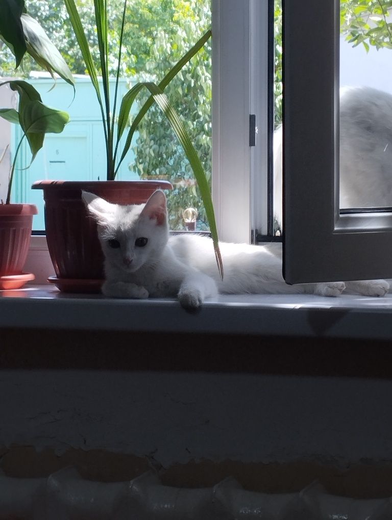 Котик, который живёт на улице.
