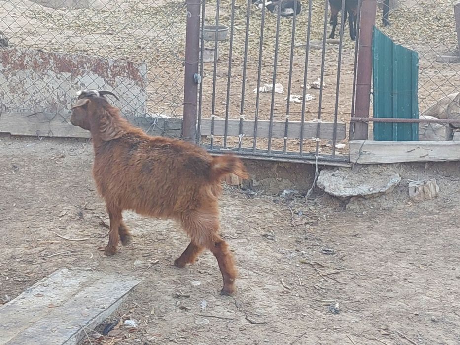 Семіз ургашы шыбыш сатылады