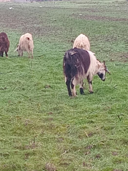 Vand 20 capre……..