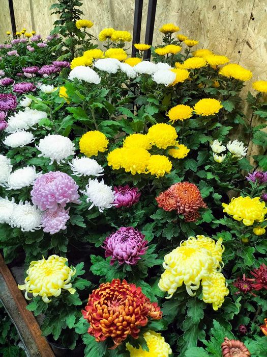 Хризантема крупноголовая в горшках