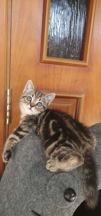 Котята Скотиш страйт и Скотиш фолд