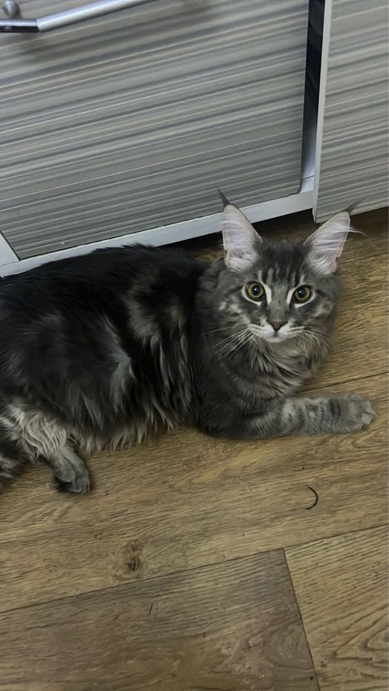 Котенок Мейн кун
