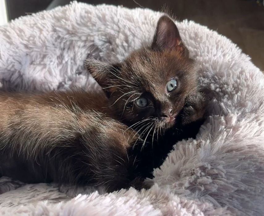 Подарю котенка….