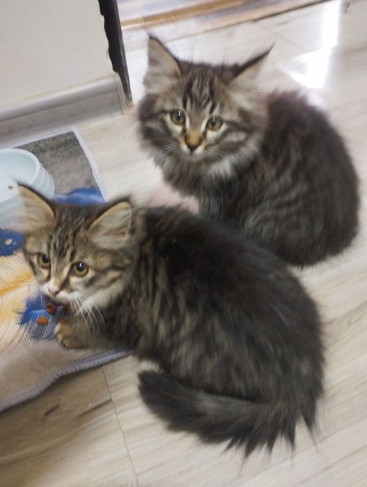 Отдадим котят две девочки.