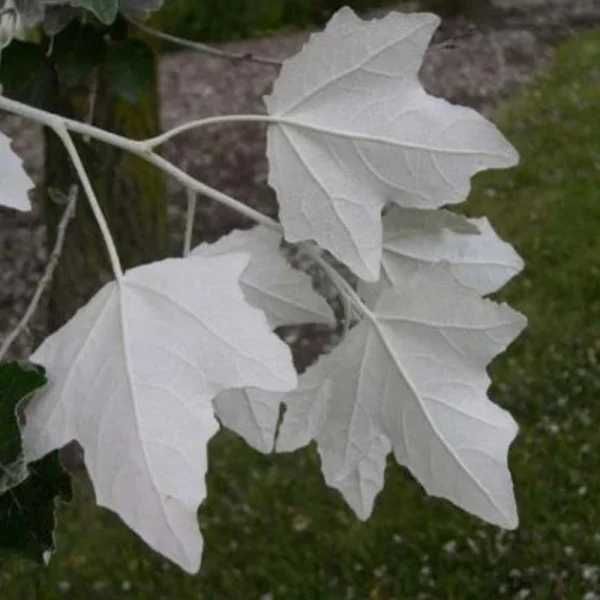 Plop alb (Populus alba)