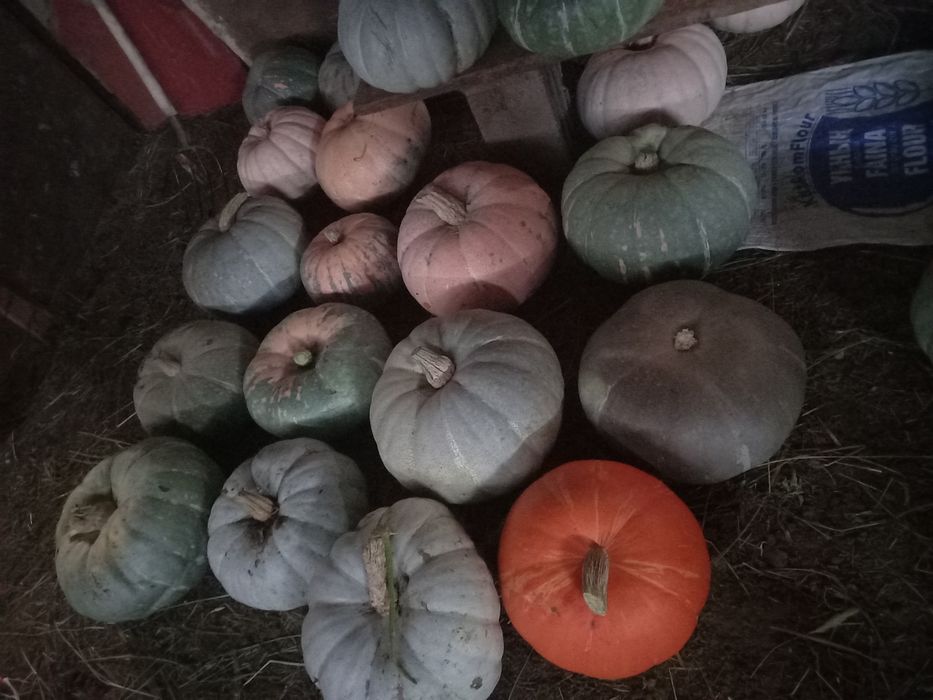 Продам тыкву очень вкусная ,хорошо хранится
