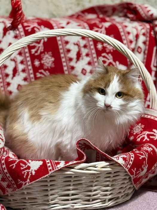 Отдам кота бесплатно