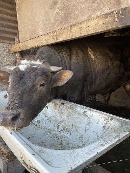 Бычок 1.8 Алатауский