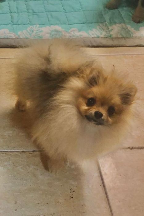 Очаровательная Шпиц девочка