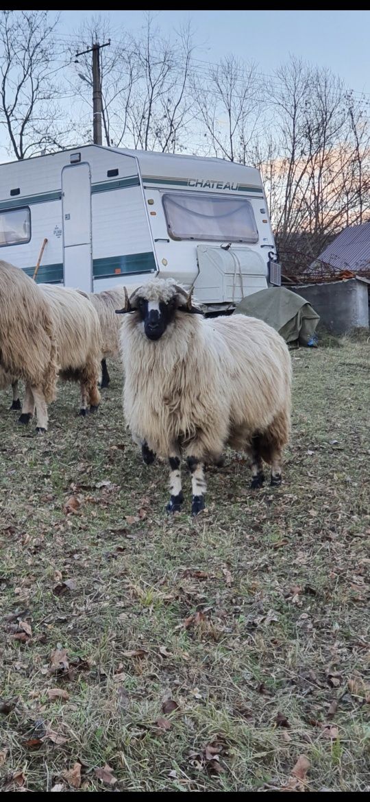 Oi breze breze ,berbeci Corbeni Argeș