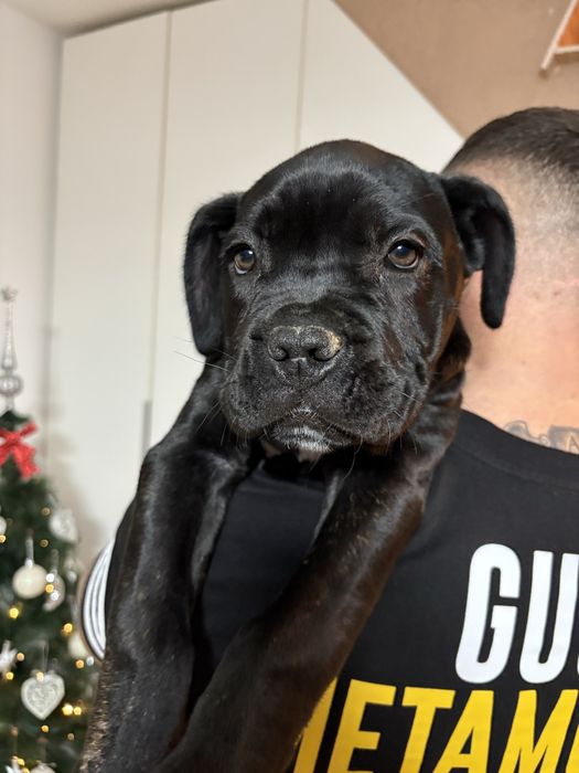 Pedigree A++:BRUNO x GRETA Red Dogs Champions