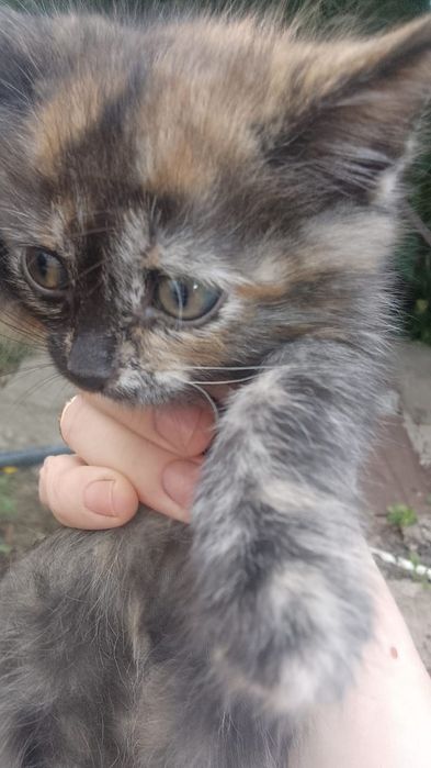 Котики и кошечки