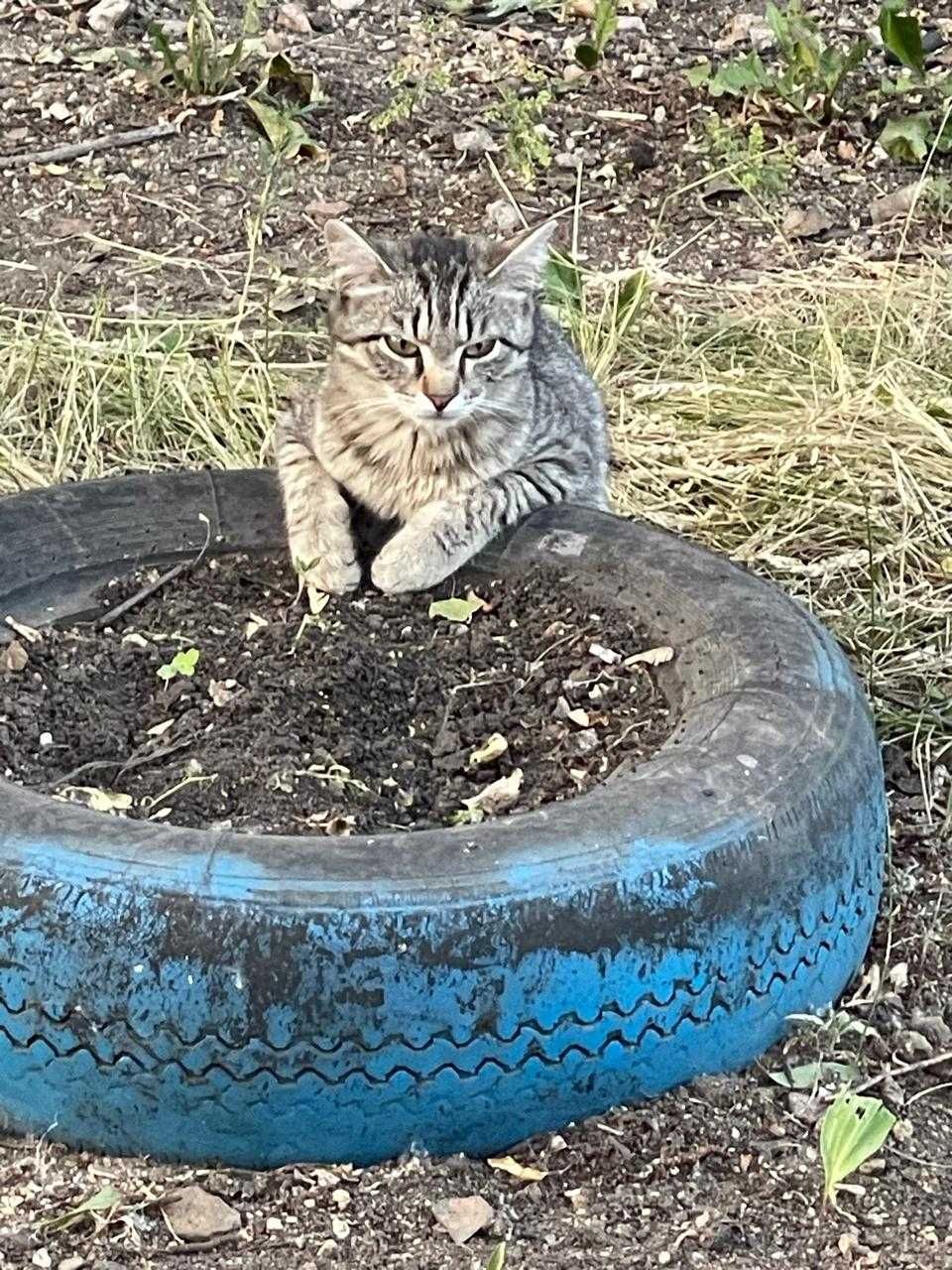 Котята ищут дом!