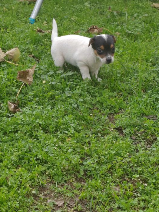 Продавам Джак Ръсел териер