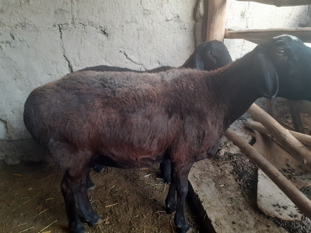 Urg'ochi qo'y sotiladi narxi 5 mln so'm