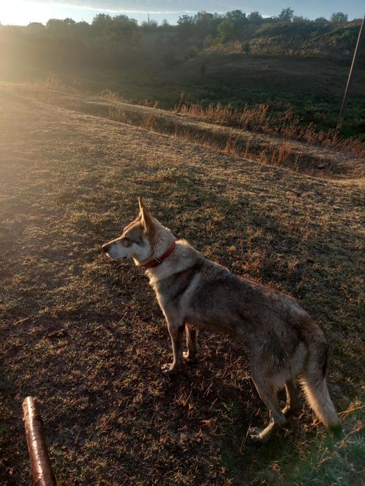 Чехословашки Вълчак