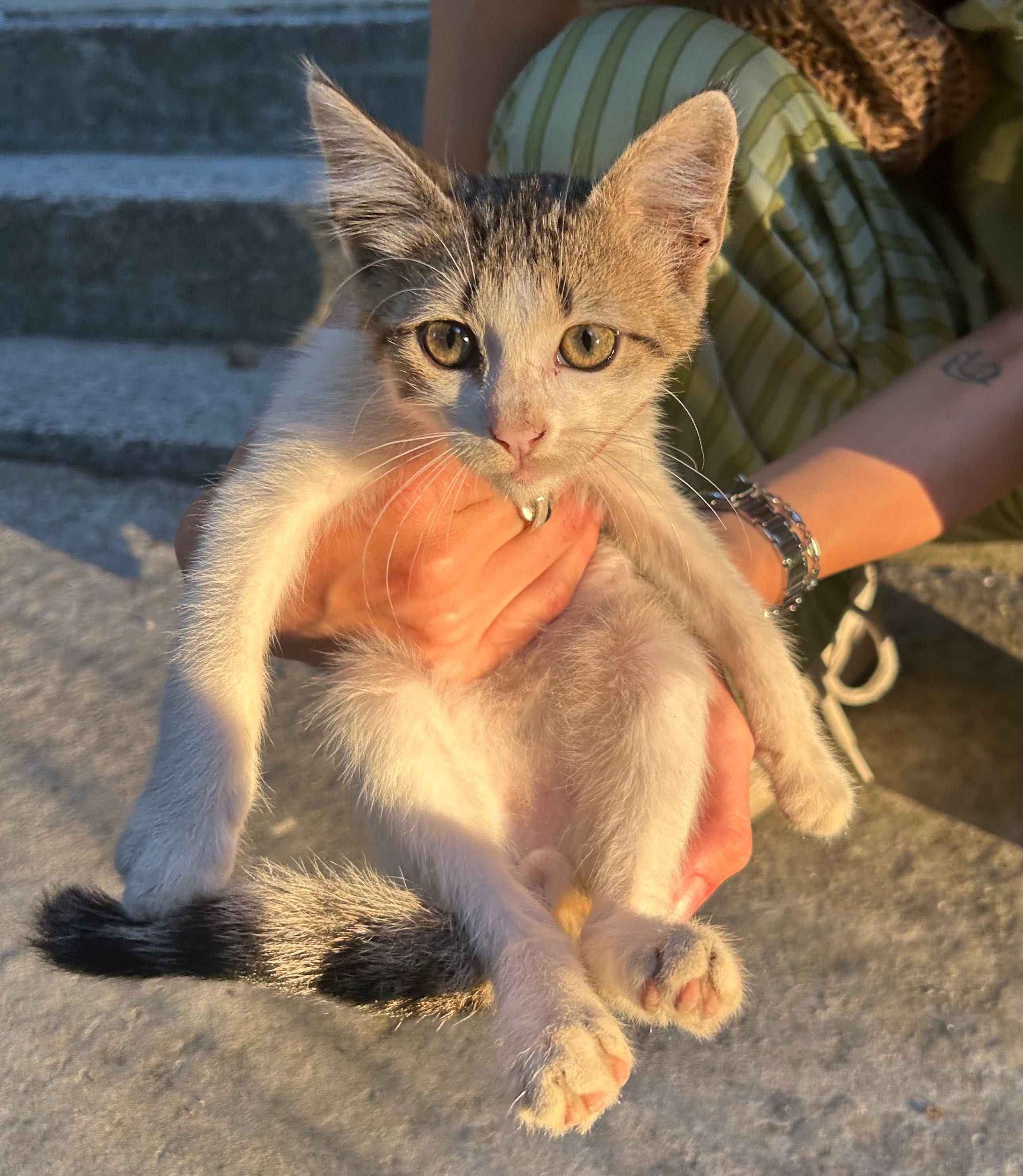 ПОДАРЯВАМ малко коте