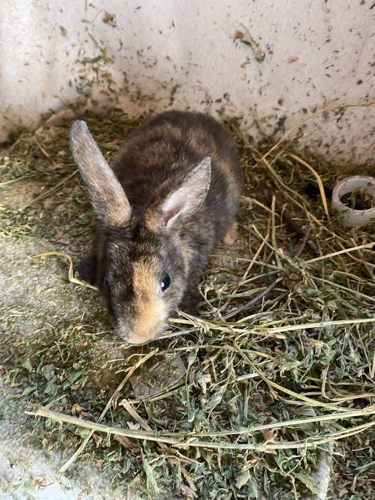 Iepurași Holland Lop și Rex pitic disponibili !