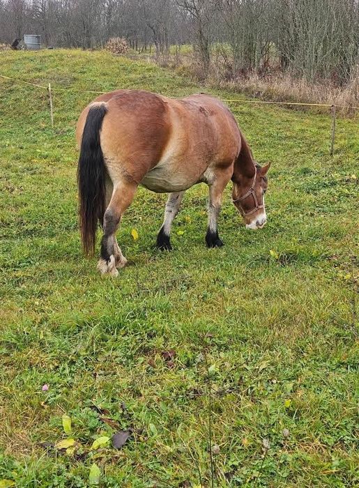 Vând iapa gestanta și manza de un an jumate