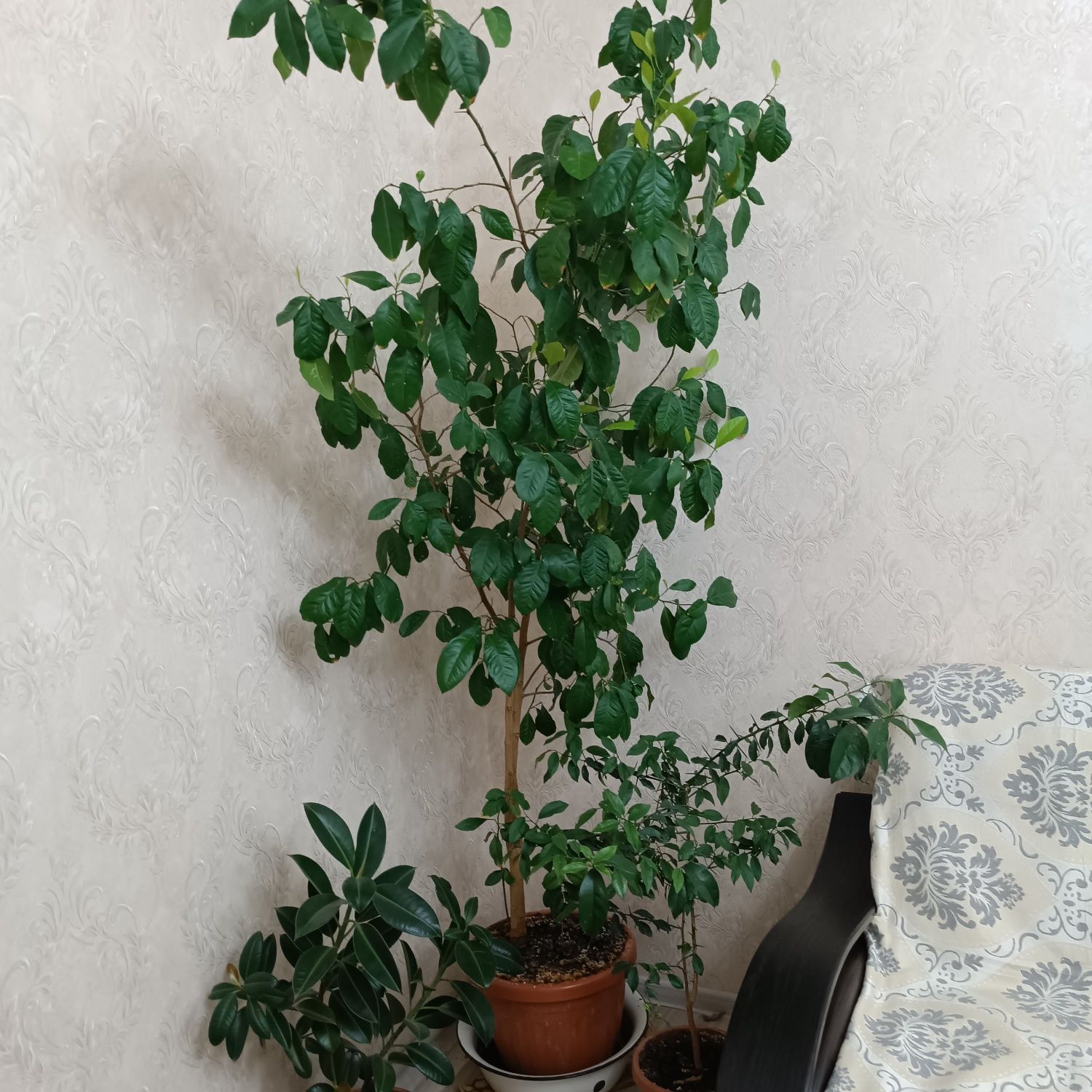 Лимонный растение дерево
