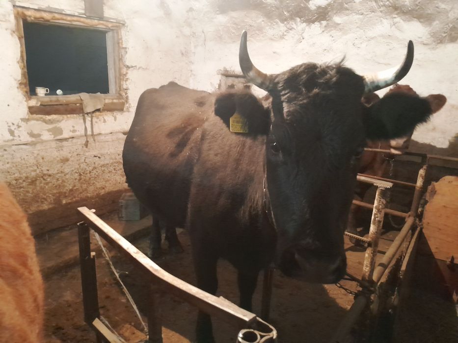 Соғымға семіз жайылымда