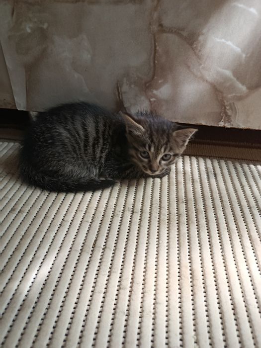 Котята мальчики 2 месяца в добрые руки