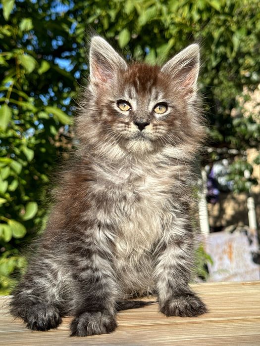 Мейн Куун Maine coon предлага котенца шоу-клас