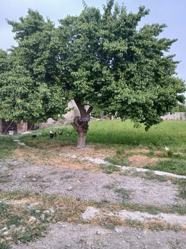 6 sotik quruq yer