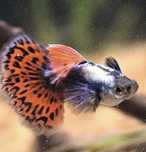 Pesti acvariu Guppy Dumbo Ears Mozaic