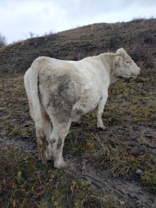 Taur rasa Charolaise , 2 ani