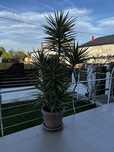 Planta decorativa Yucca