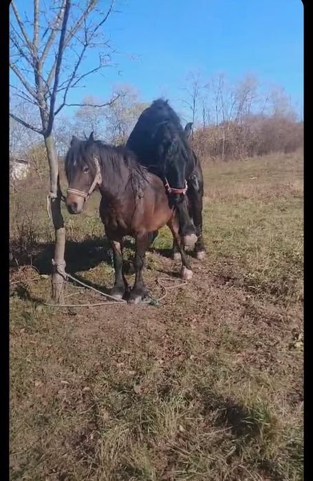 Vând hărmăsar Ardenez