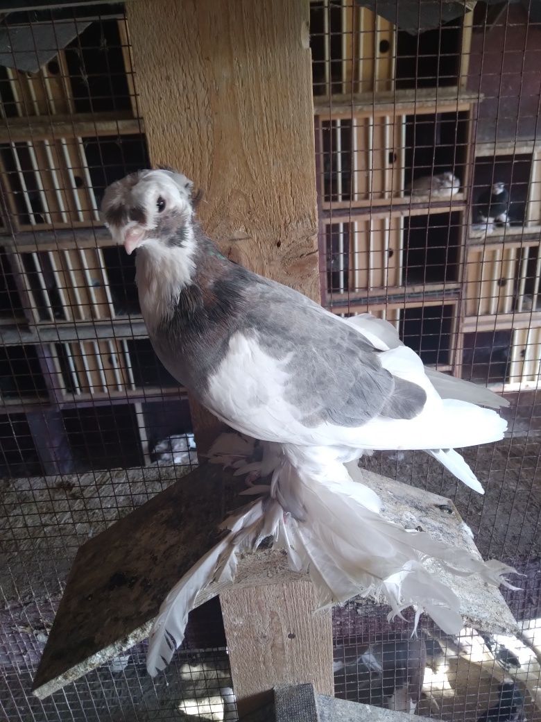De vânzare porumbei  viori codalbi, Horsemani  ,Orbețeni  ,Uzbekistan