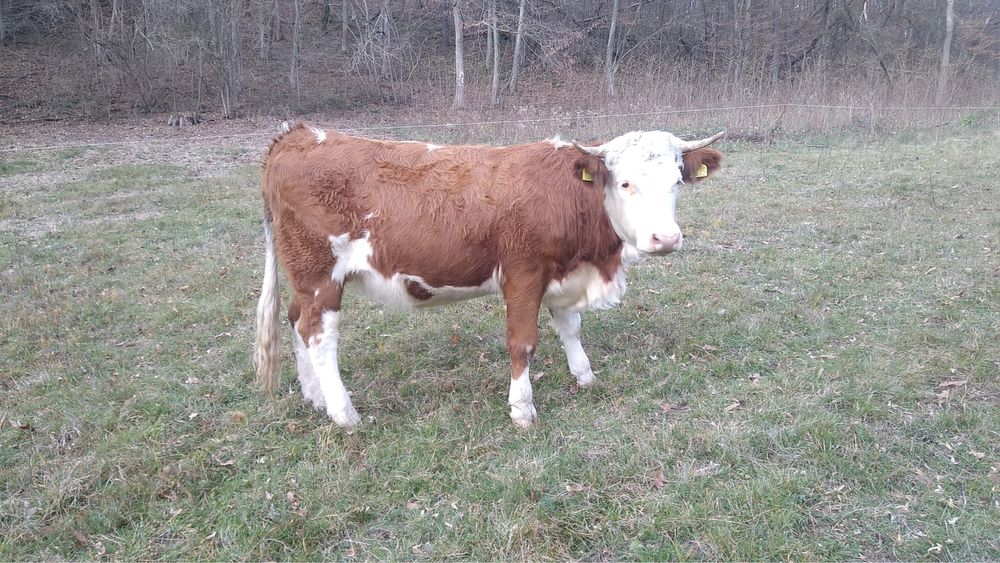 Vand Juninca Baltata Gestanta