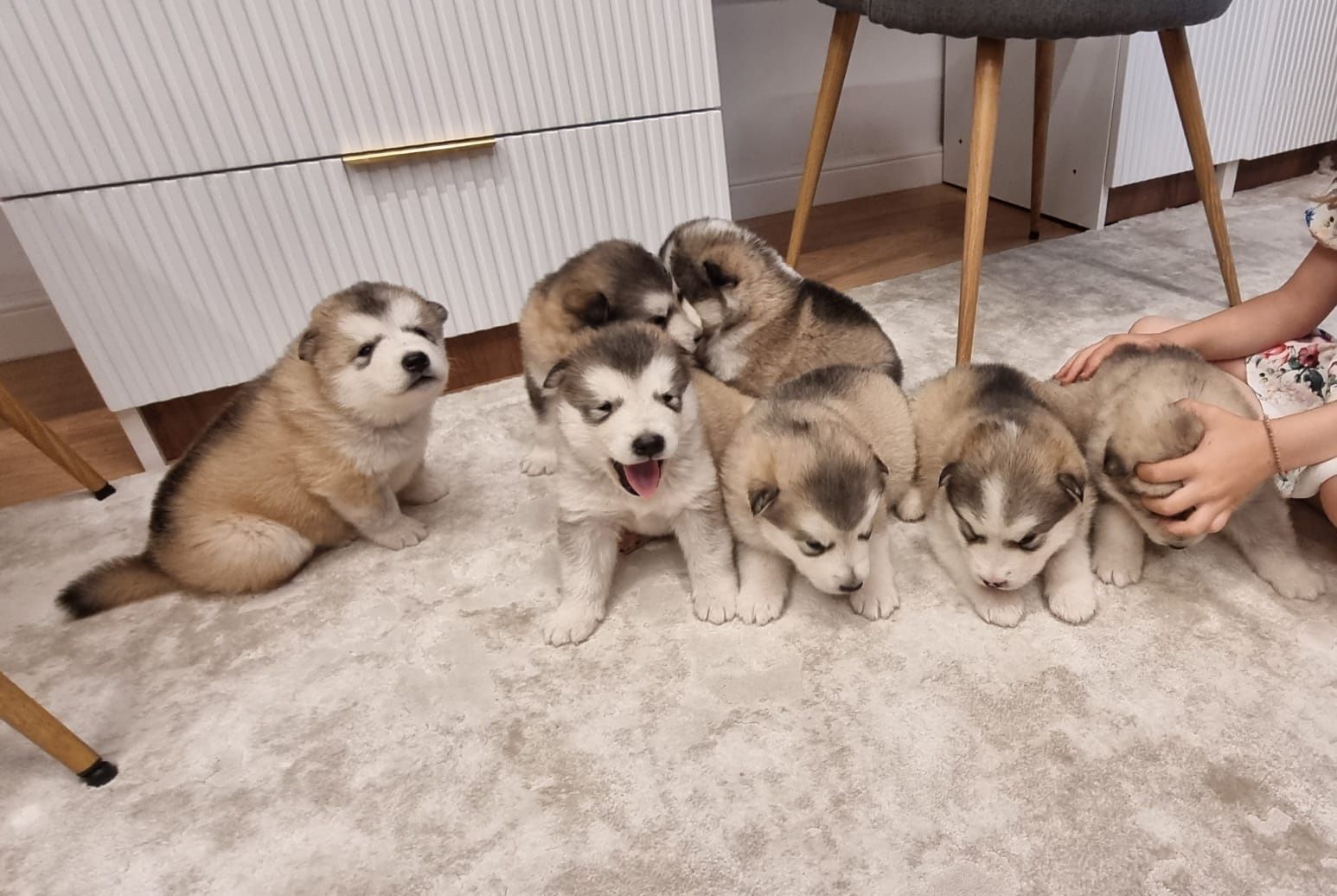 Pui Malamut de Alaska