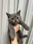 British shorthair superbe