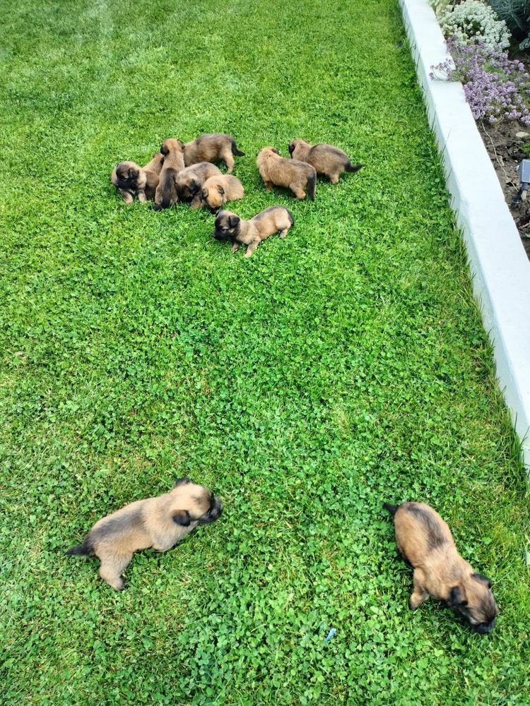 Donez catelusi Malinois