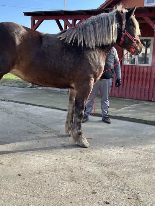 Mânza de 2,5 ani 172 inaltime