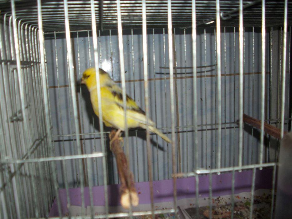 vand canari de culoare isabel si postura gloster norwich